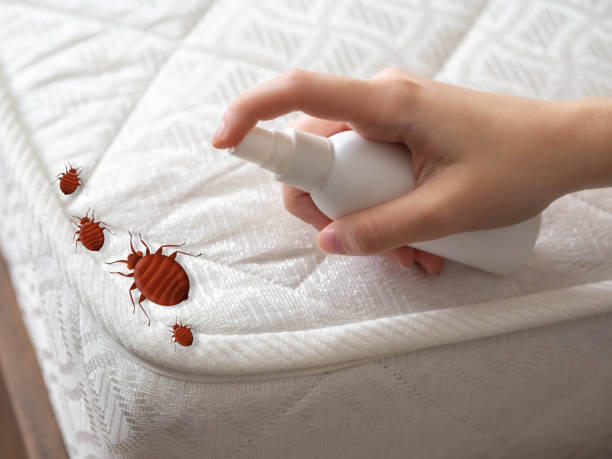 Best Bed Bug Extermination  in Clayton, AL