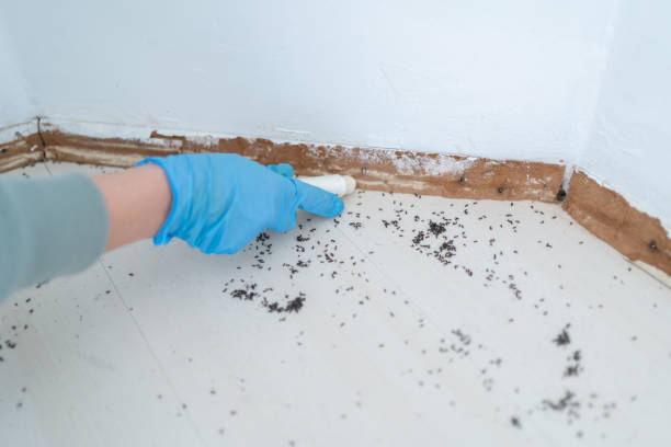 Best Ant Control Services  in Clayton, AL